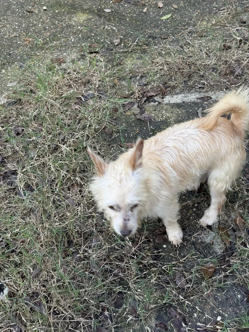 Humphrey Scruffy Sweetheart