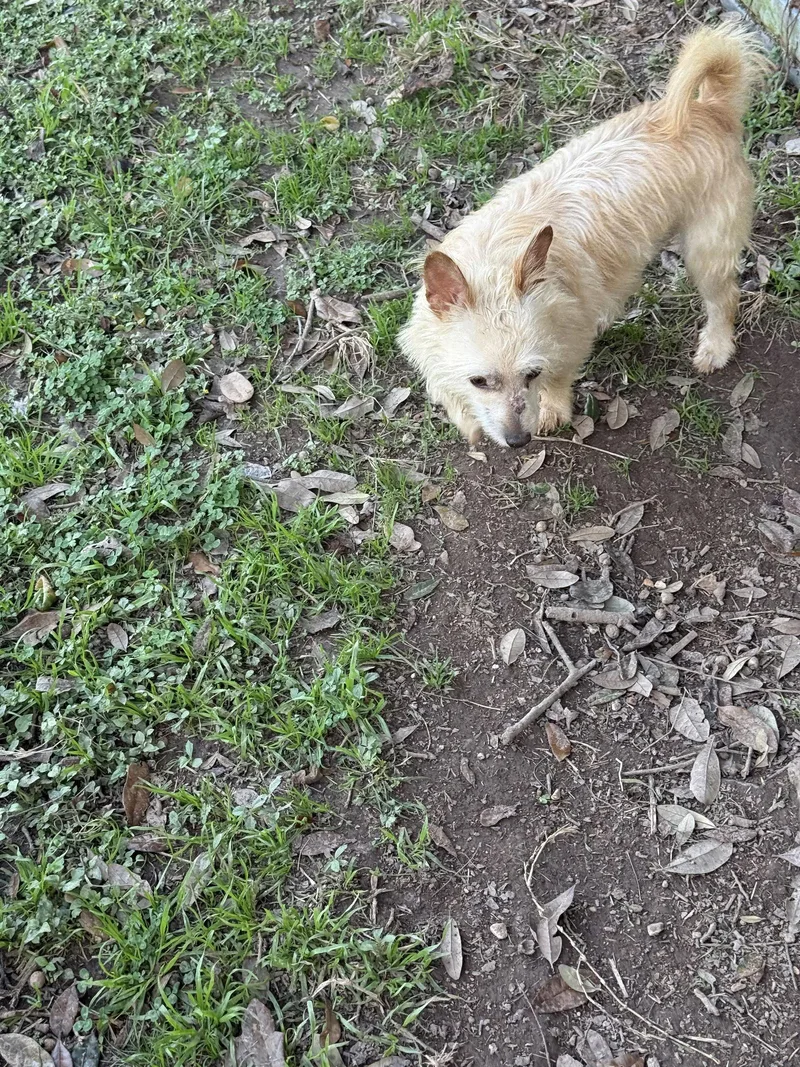 Humphrey Scruffy Sweetheart thumbnail 3