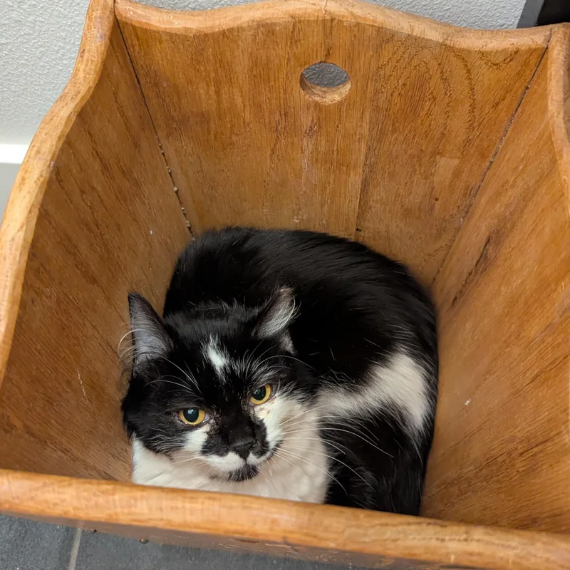 Shortcake thumbnail 2