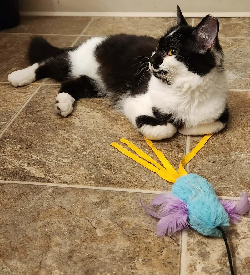 Shortcake thumbnail 3