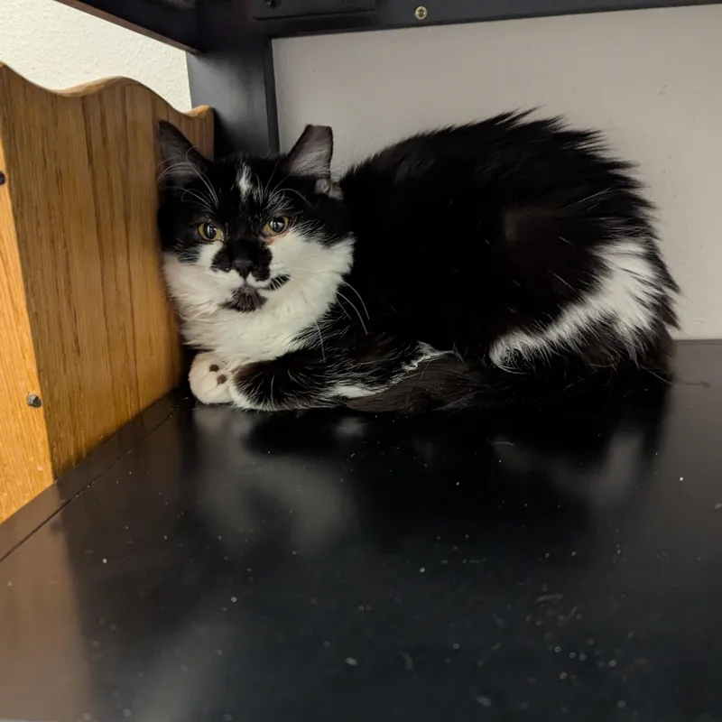 Shortcake thumbnail 4