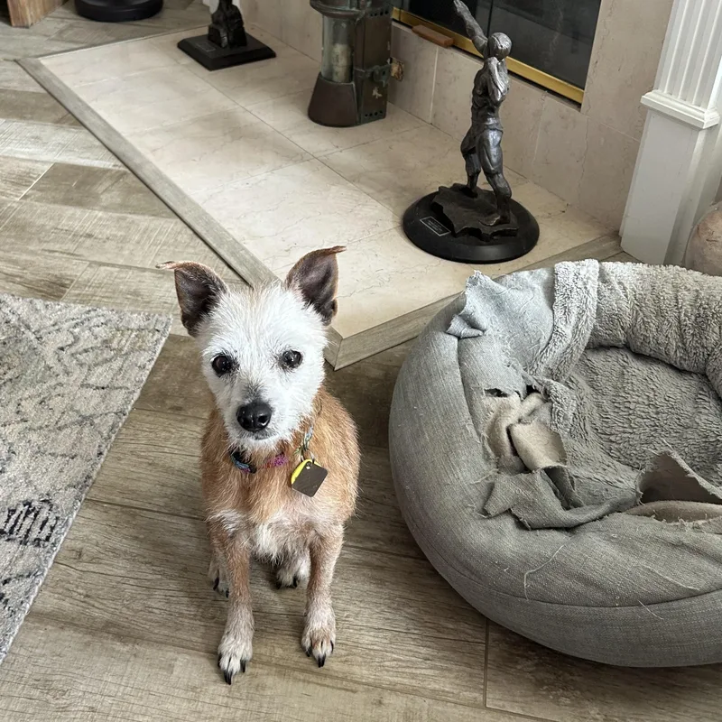 Goldfish thumbnail 2