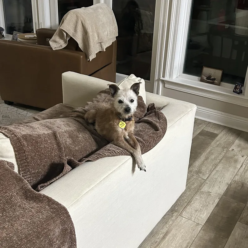 Goldfish thumbnail 3