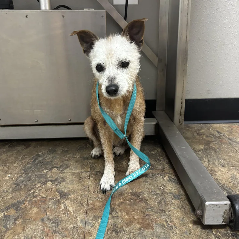 Goldfish thumbnail 4