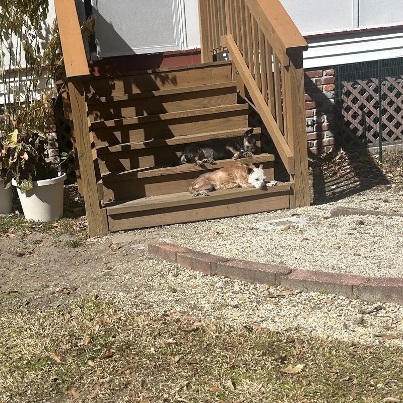 Goldfish thumbnail 5