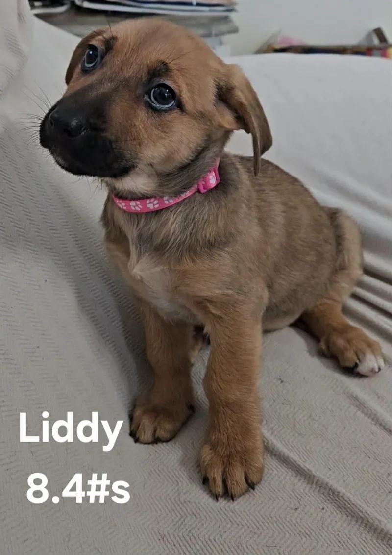 Liddy