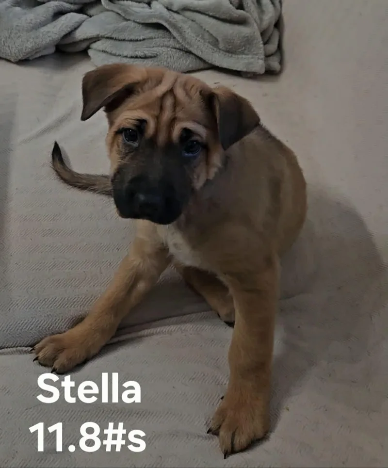 Stella