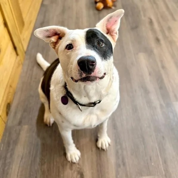 An adult large-sized female White / Cream Pit Bull Terrier dog named Minnie Moomoo The Snuggly for adoption in Friendswood, TX