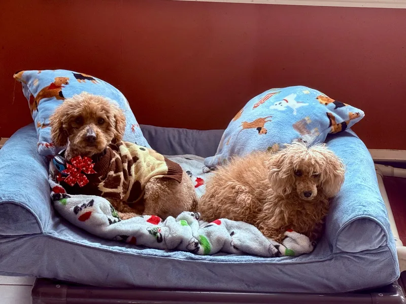 Oh Danny Boy thumbnail 2