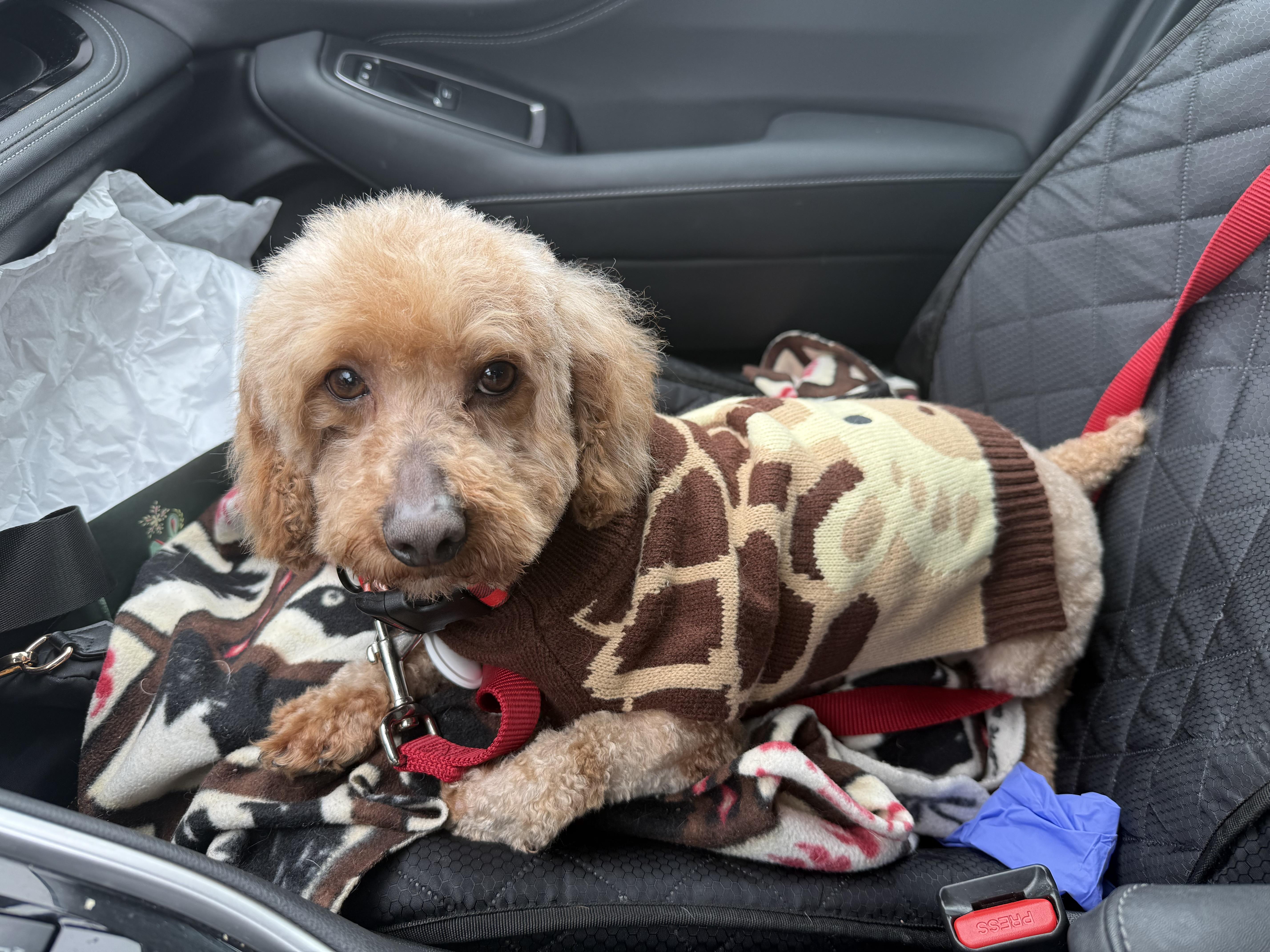 Oh Danny Boy thumbnail 3