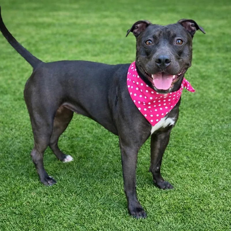 Dumpling thumbnail 3