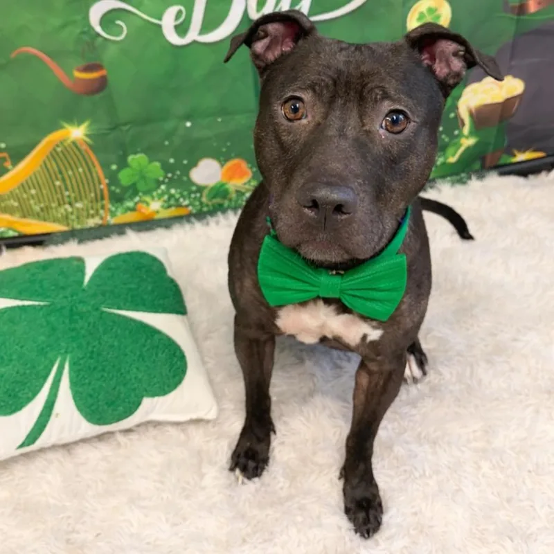 Dumpling thumbnail 4