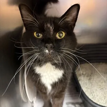 Mr. Beans thumbnail 2