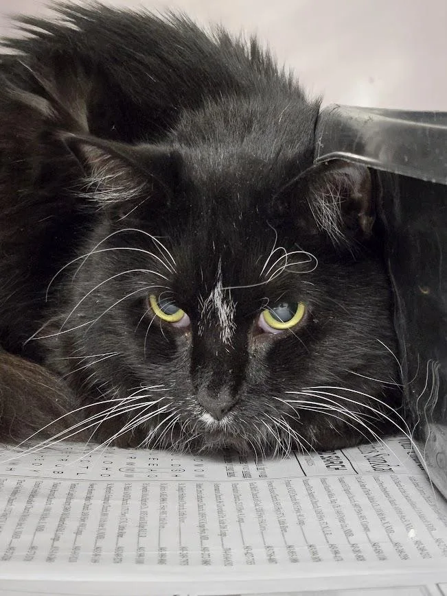 Mr. Beans thumbnail 5