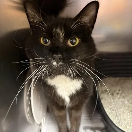 Mr. Beans thumbnail 6