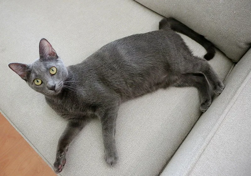 Tate Mcrae thumbnail 2