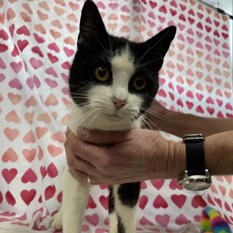 Sylvester thumbnail 2