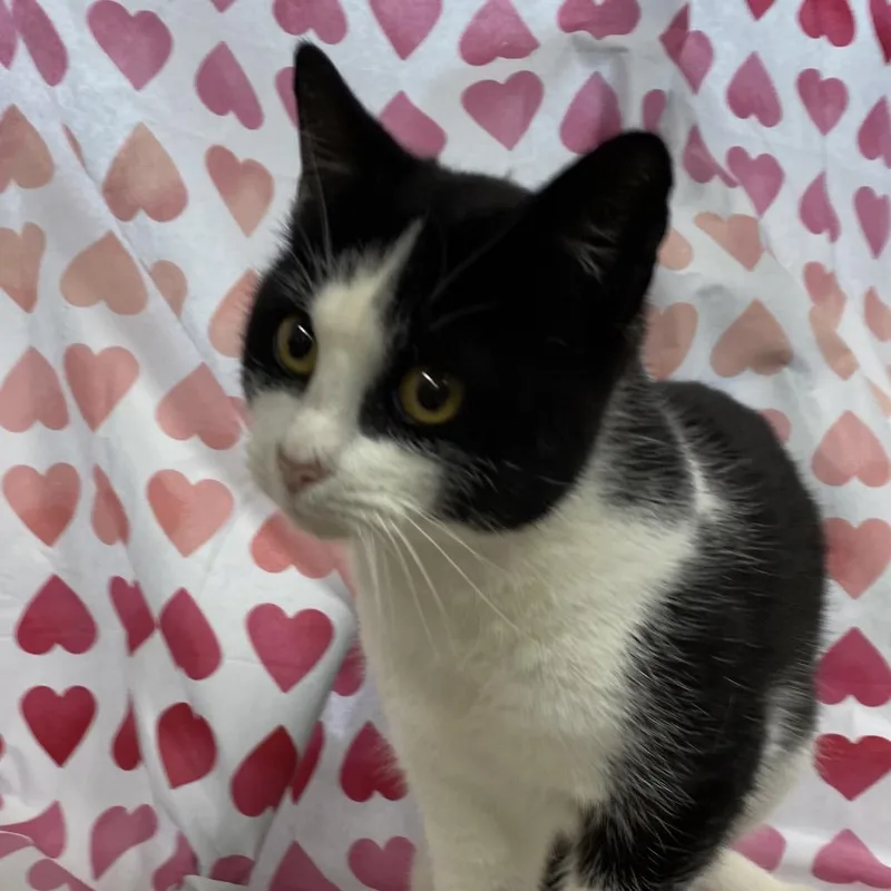 Sylvester thumbnail 3