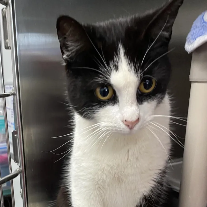 Sylvester thumbnail 4