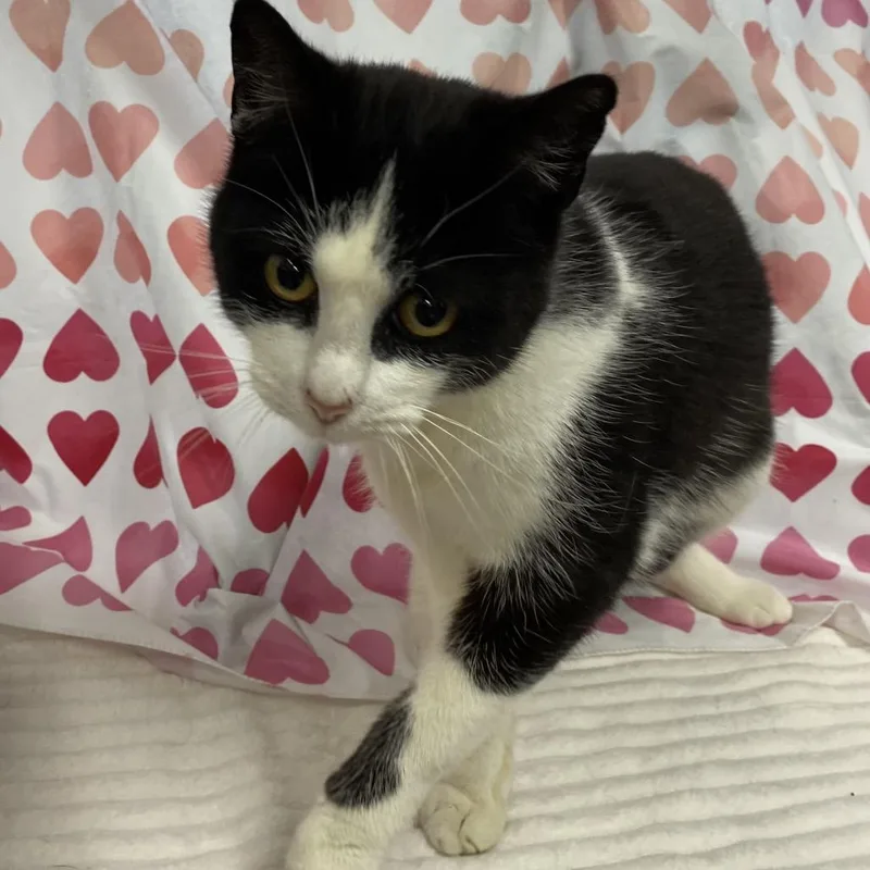 Sylvester thumbnail 5