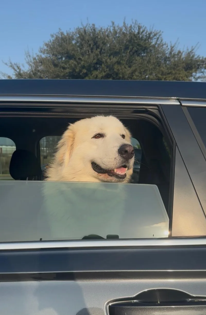 Valentino Htx thumbnail 2