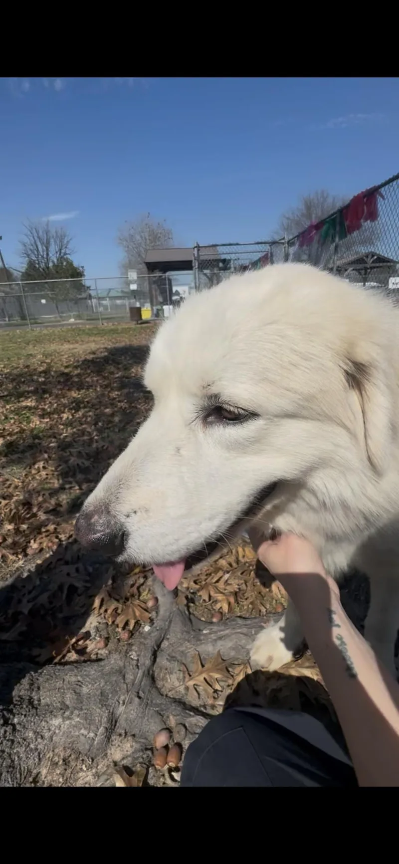 Valentino Htx thumbnail 3