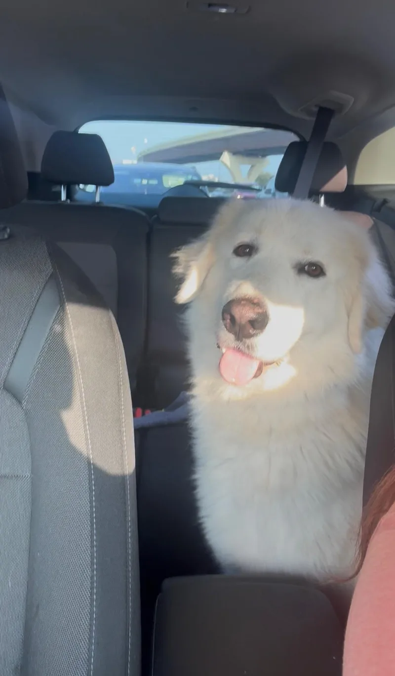 Valentino Htx thumbnail 4