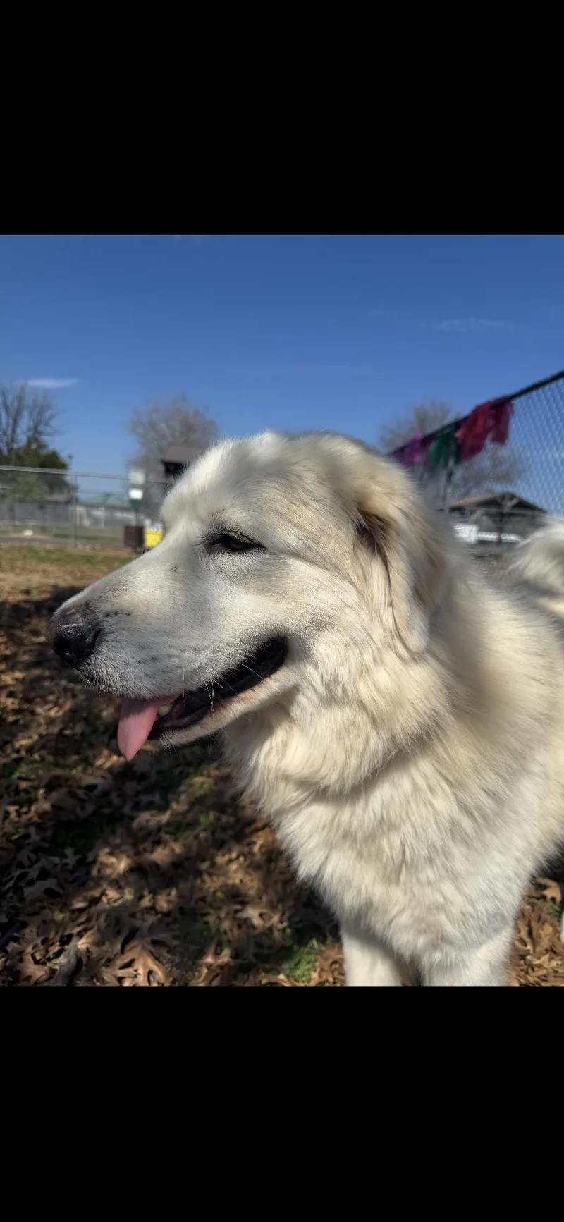 Valentino Htx thumbnail 5