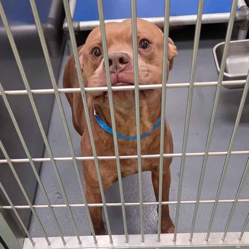 Lieutenant thumbnail 3