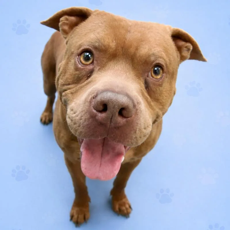 Lieutenant thumbnail 4