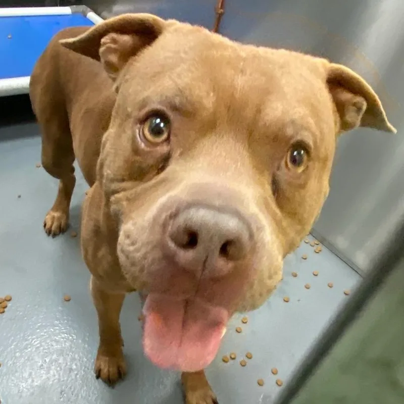 Lieutenant thumbnail 5