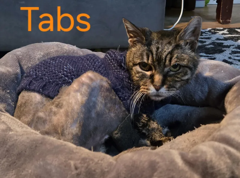 Tabs