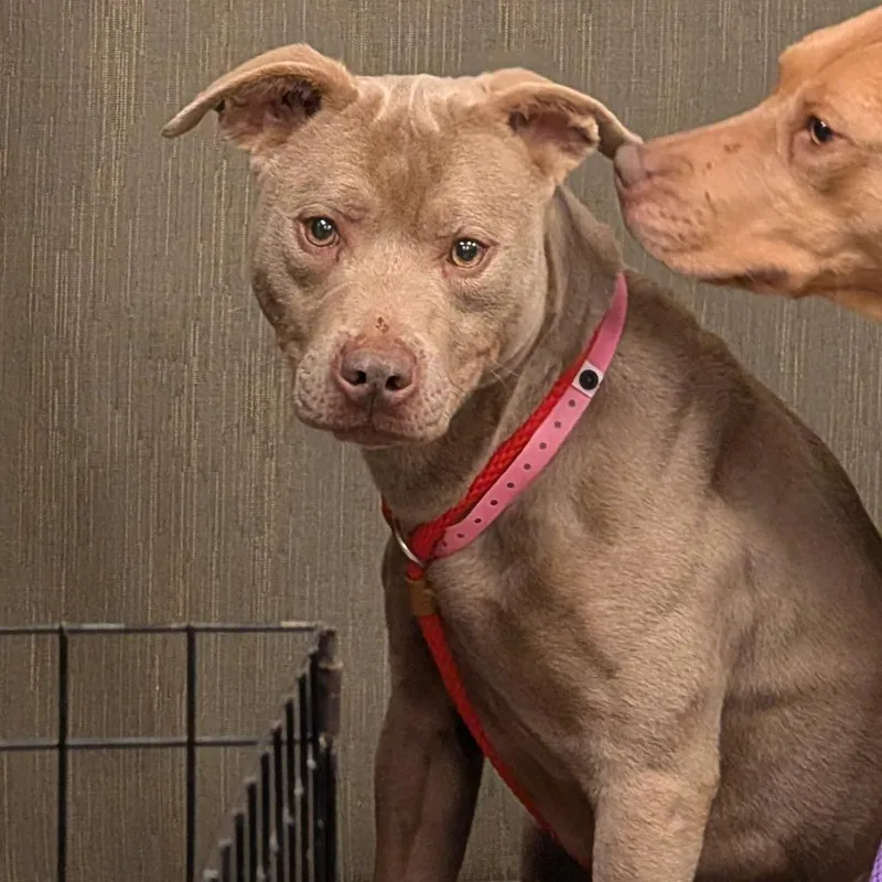 Pretty Girl thumbnail 3