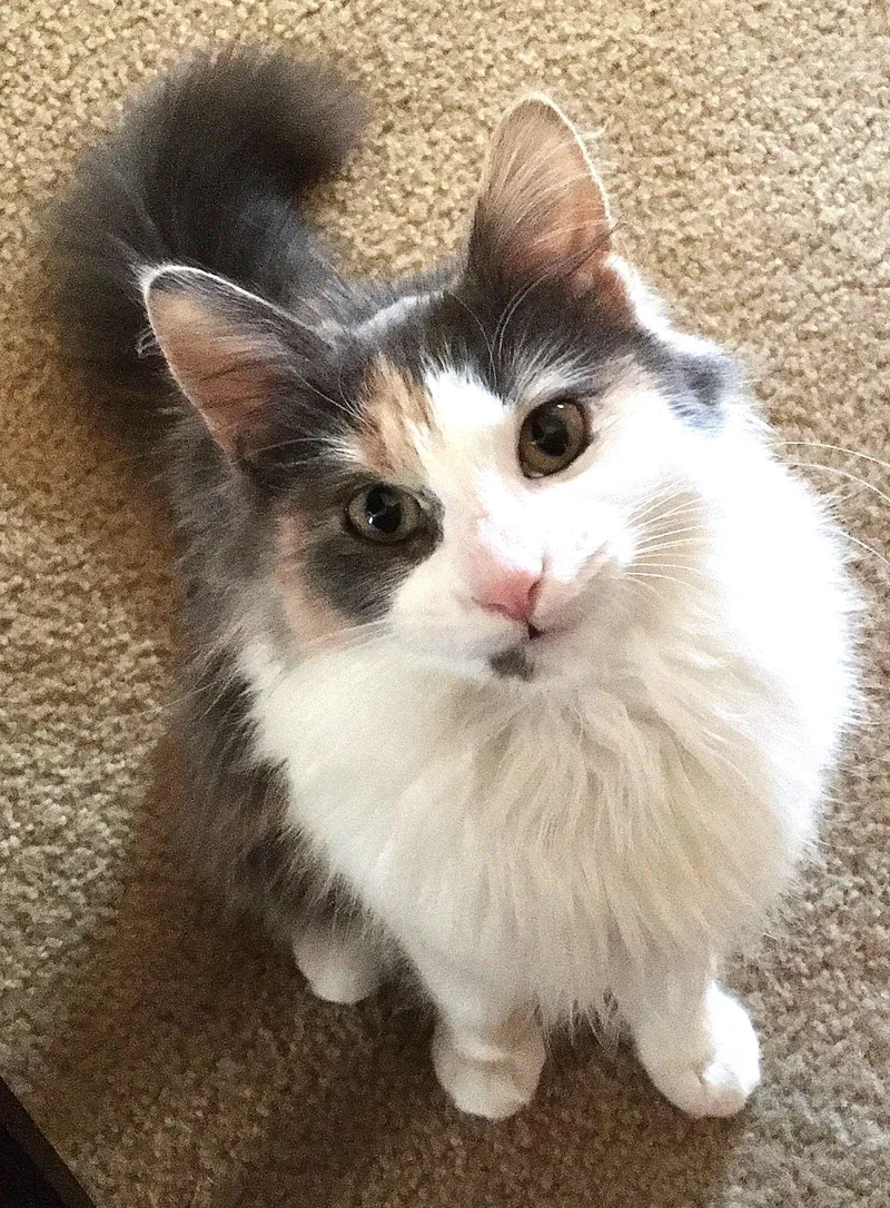 Glamour Cp thumbnail 2