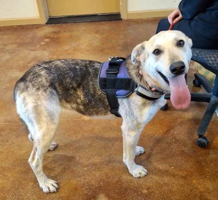 Khaleesi thumbnail 2