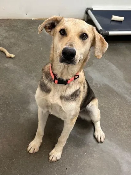 Khaleesi thumbnail 3