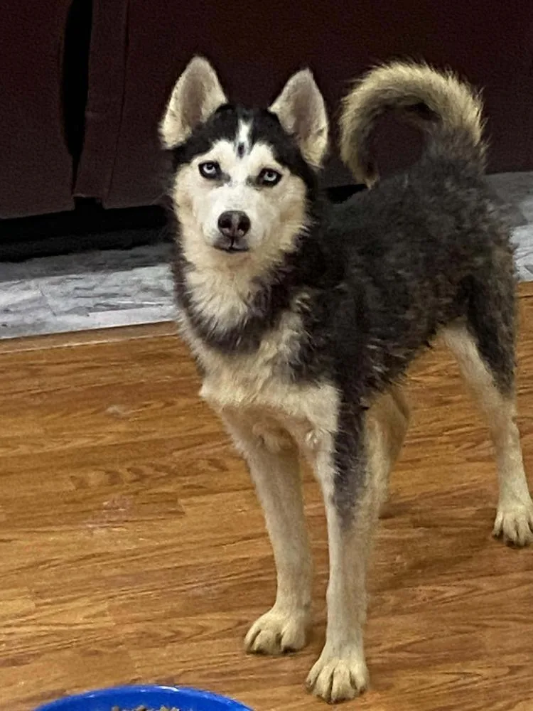 Seven Kingdoms : Baelor thumbnail 6