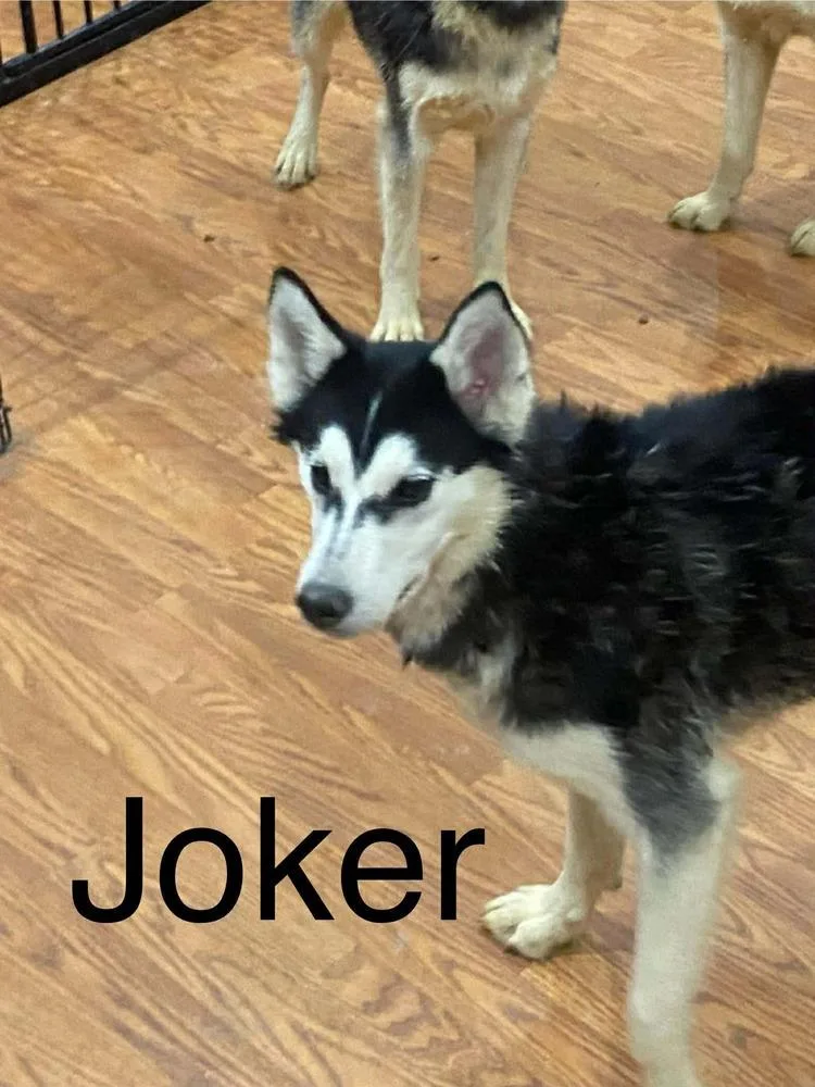 Seven Kingdoms : Egg thumbnail 3