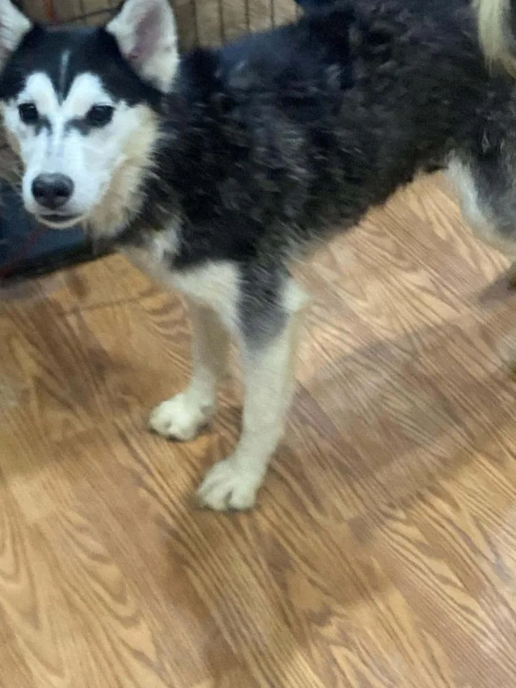 Seven Kingdoms : Egg thumbnail 4