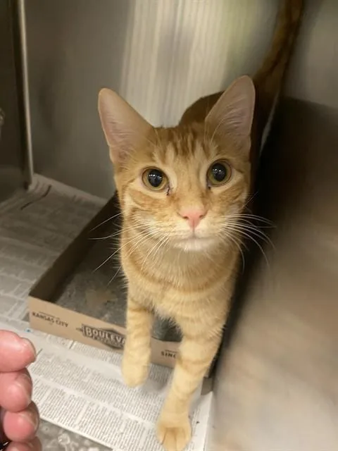 A young small-sized male Domestic Short Hair cat named Bernie for adoption in Olathe, KS
