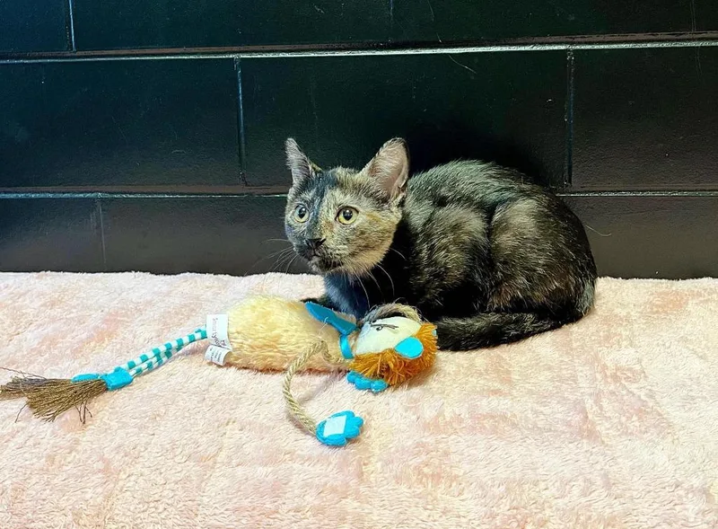 A baby small-sized female Domestic Short Hair cat named Cher for adoption in Effingham, IL