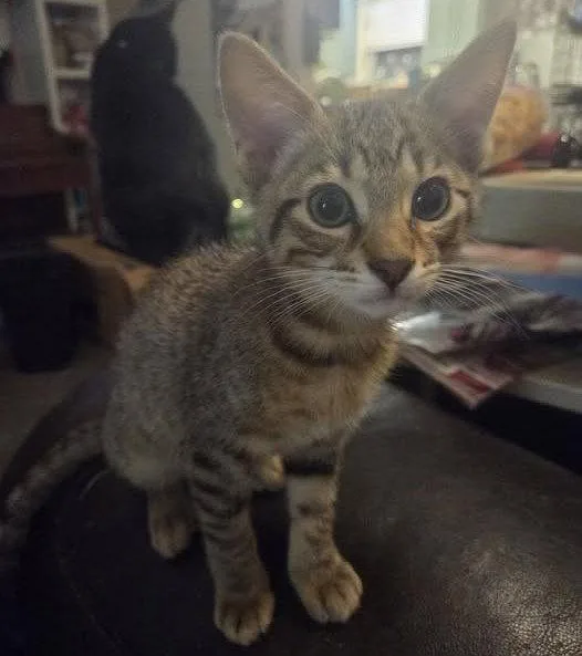 A baby medium-sized male Tabby cat named Peque for adoption in Plano, TX