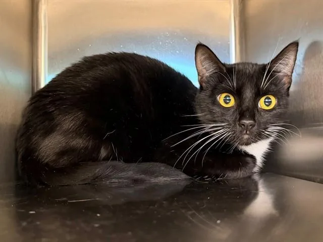 A young small-sized female Domestic Short Hair cat named Molly for adoption in Santa Rosa, CA