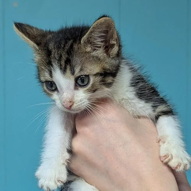 A baby small-sized male White Domestic Short Hair cat named Ludahiss for adoption in Johnstown, PA