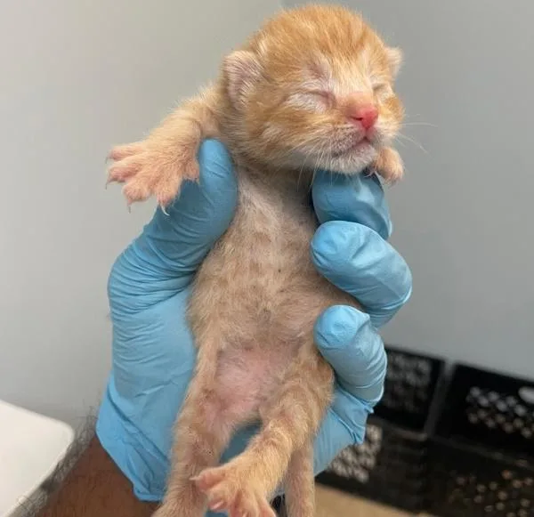 A young medium-sized male Domestic Short Hair cat named Loki for adoption in San Diego, CA