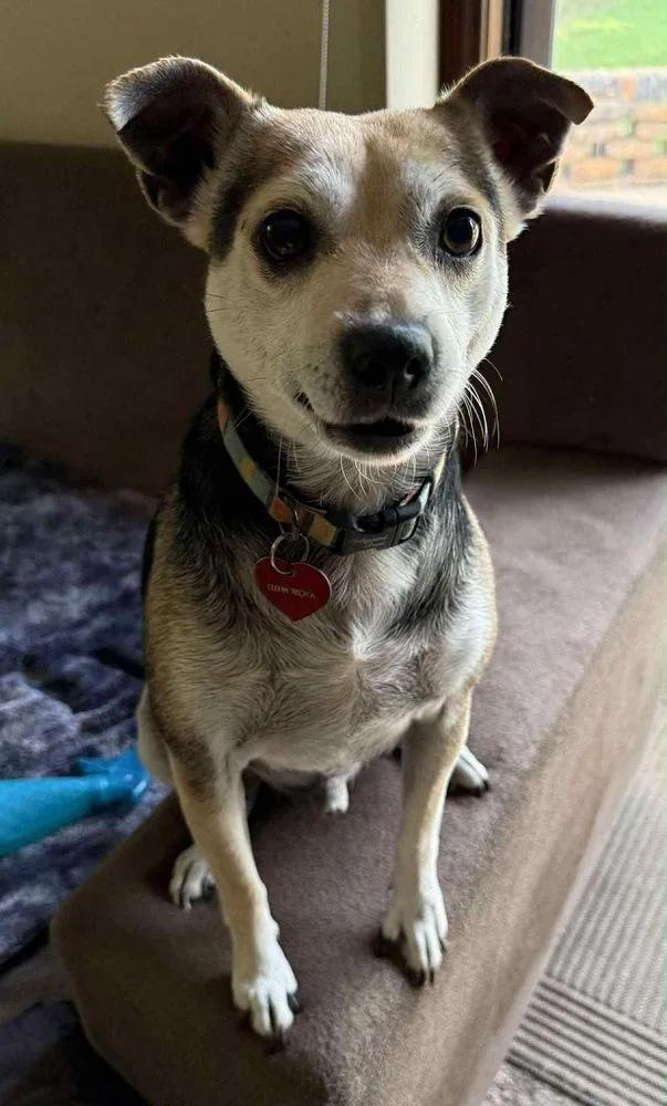 A senior medium-sized male Tricolor (Brown, Black, & White) Rat Terrier dog named Mr. Pickles for adoption in Shawnee, OK