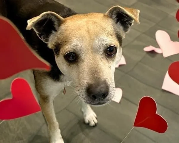 Mr. Pickles thumbnail 2