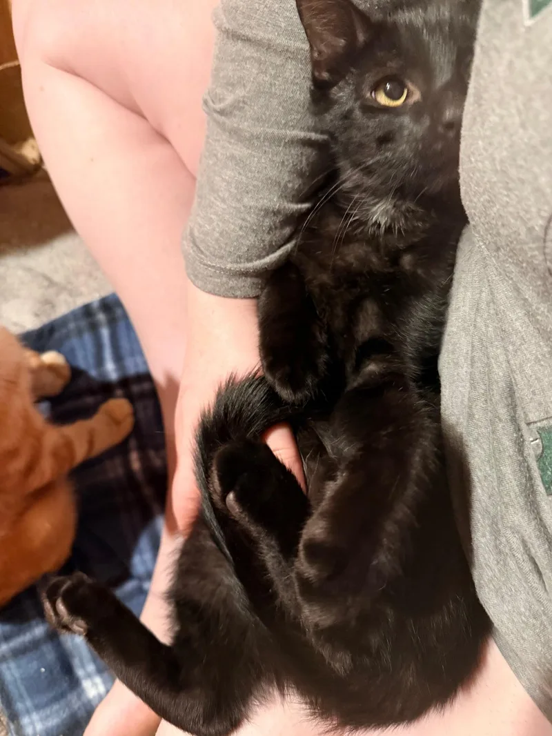 A baby medium-sized male Domestic Short Hair cat named Silas for adoption in Royal Oak, MI