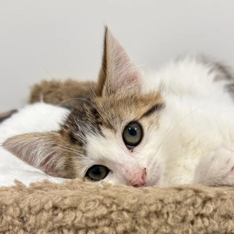 A baby small-sized female White Domestic Medium Hair cat named Bernadette for adoption in North Branford, CT