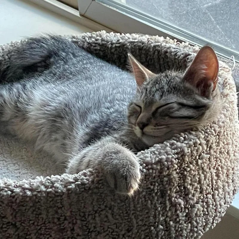A baby small-sized male Gray / Blue / Silver Domestic Short Hair cat named Chili Bingham for adoption in Eagle Mountain, UT